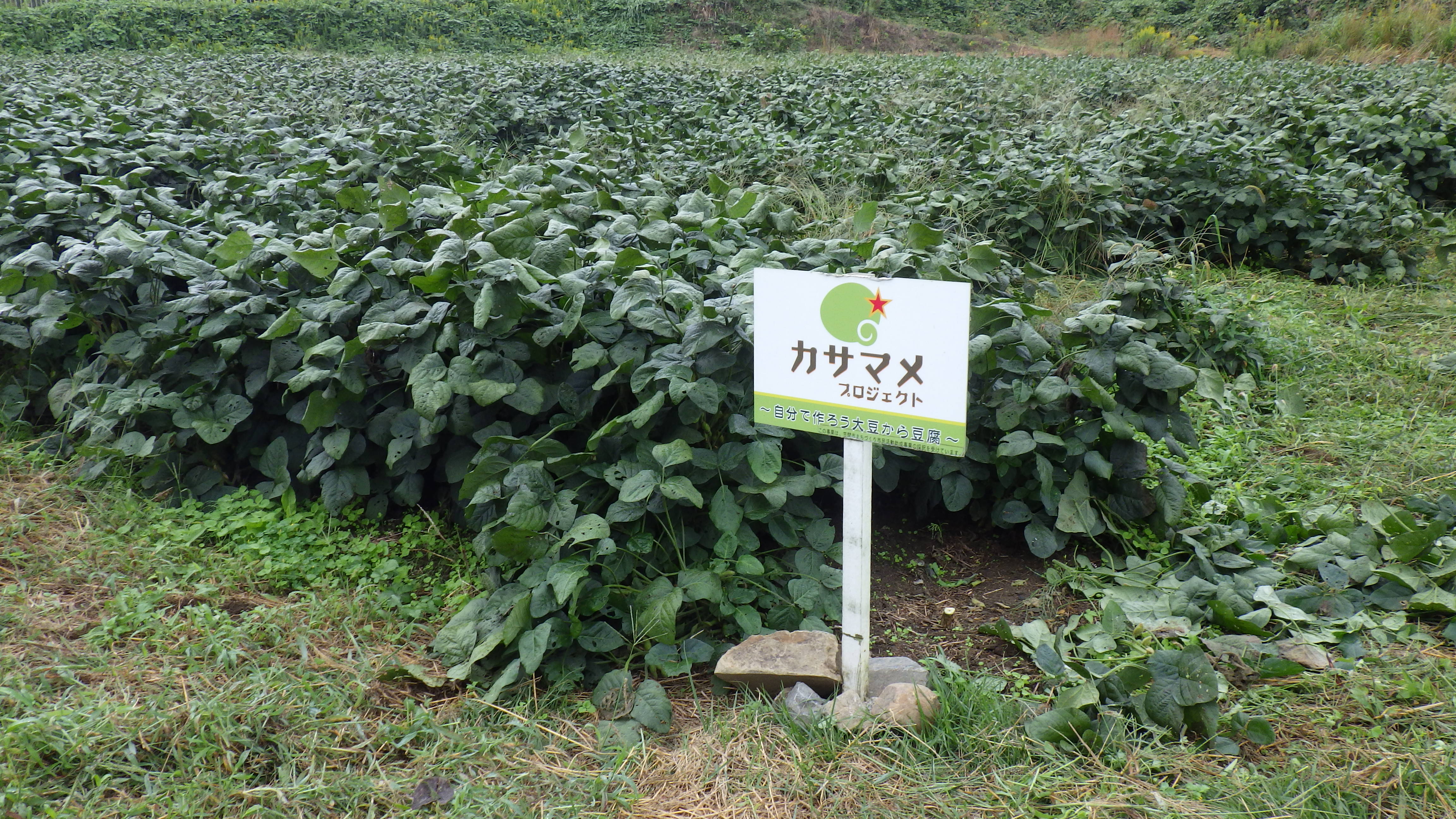 秋取り枝豆その２