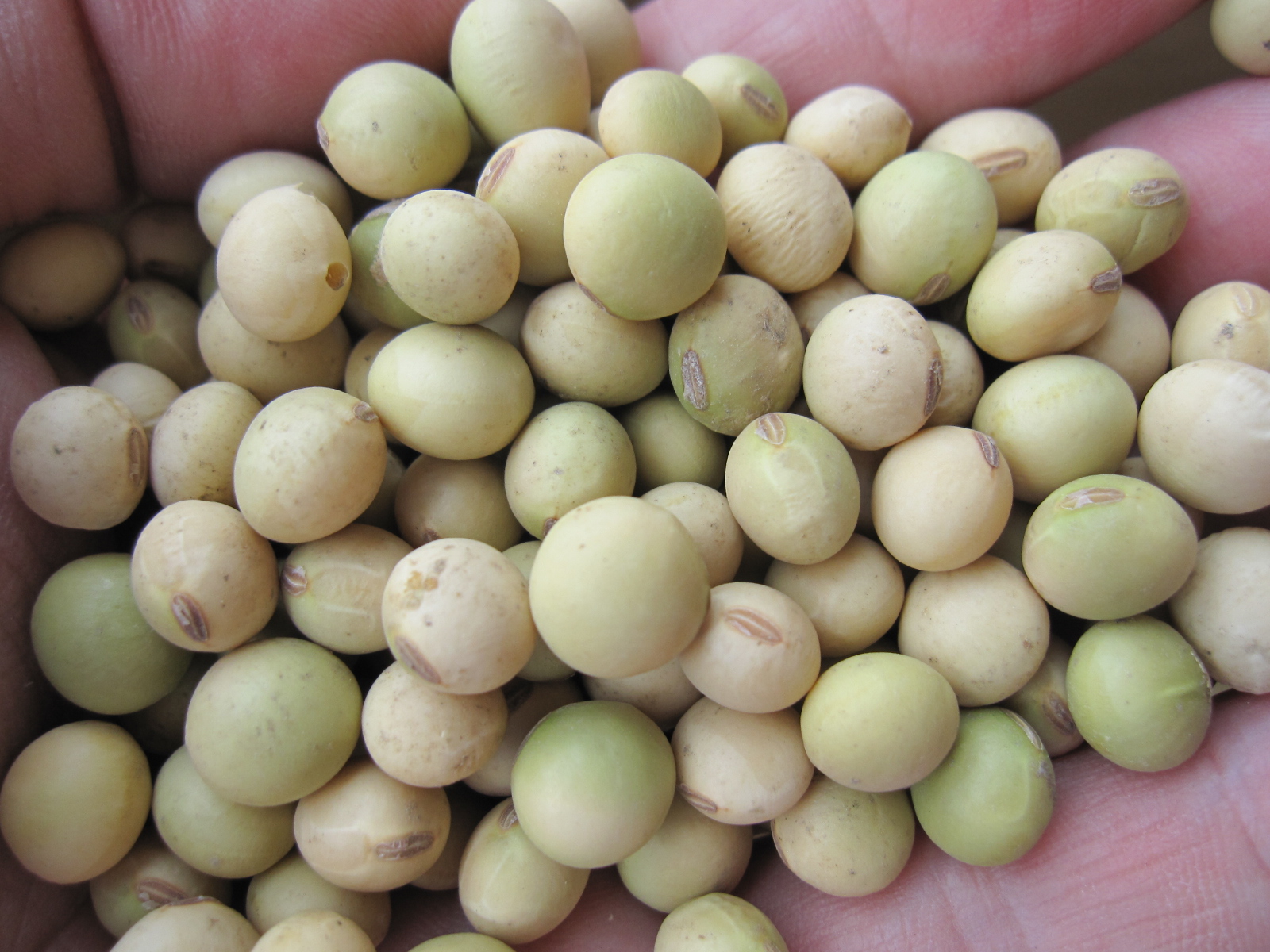 山口物産 大豆ブログ おつな姫入荷 枝豆種 北海道