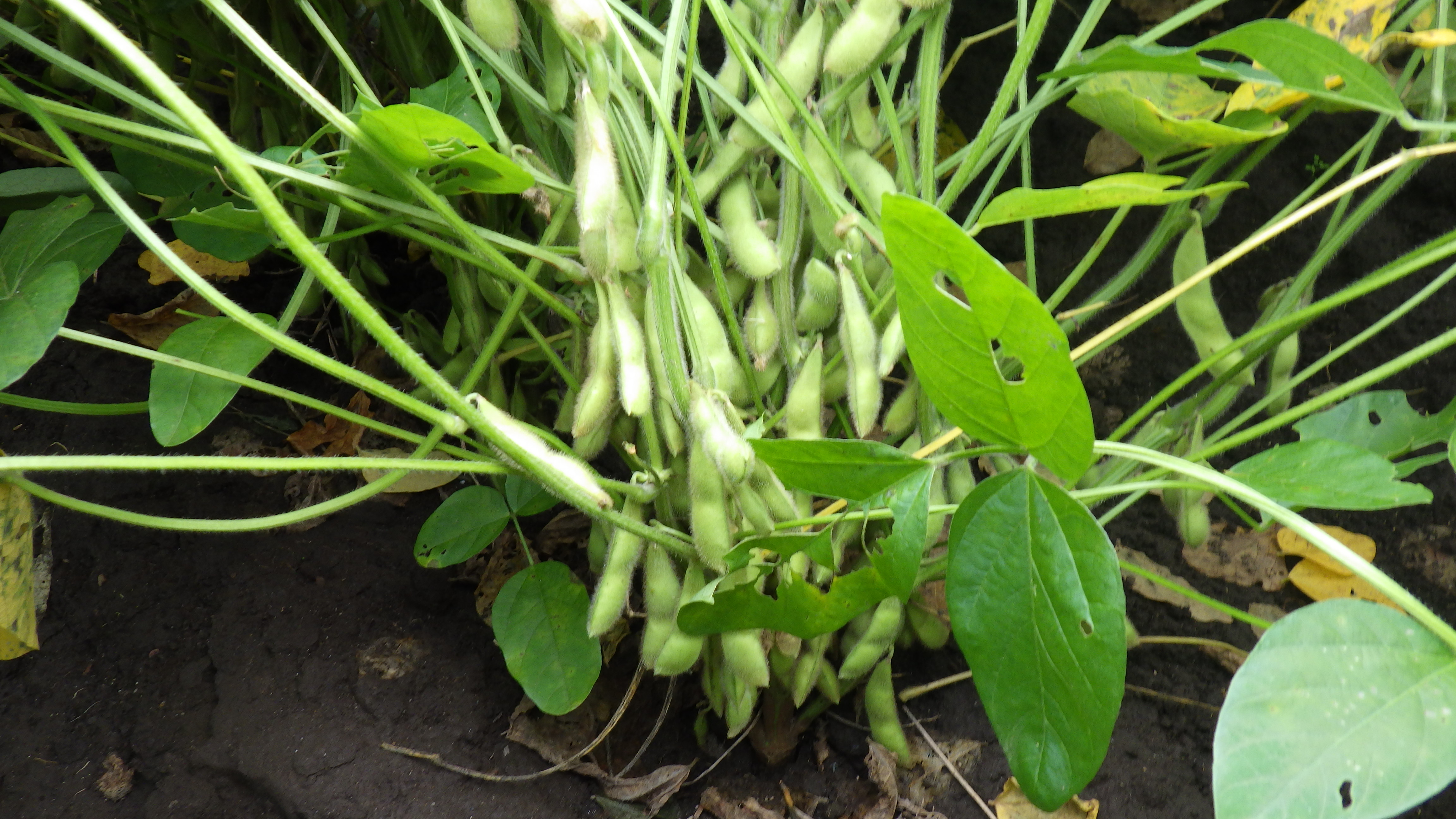 IMGP0679.JPG IMGP0679.JPG