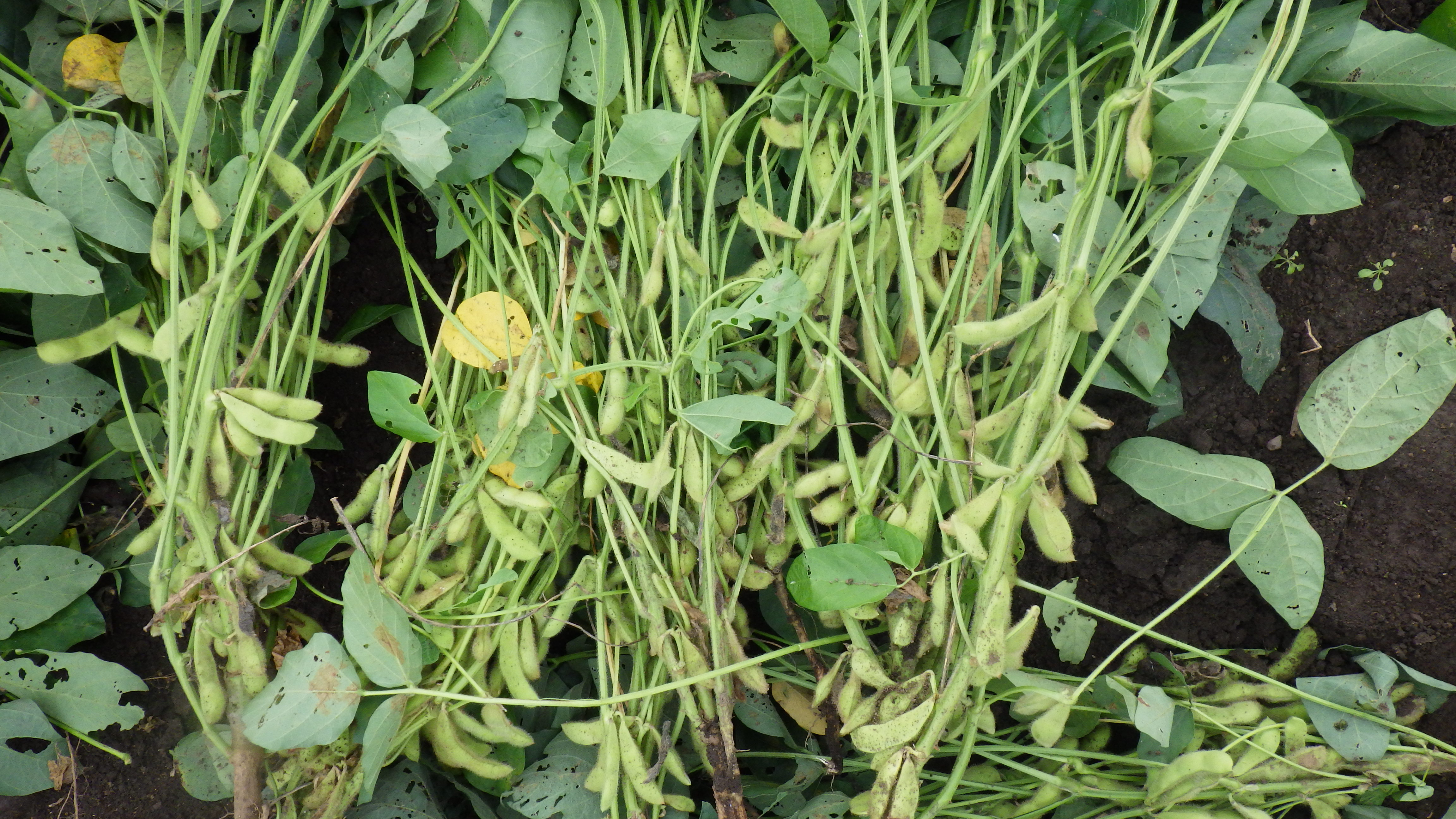 IMGP0691.JPG IMGP0691.JPG